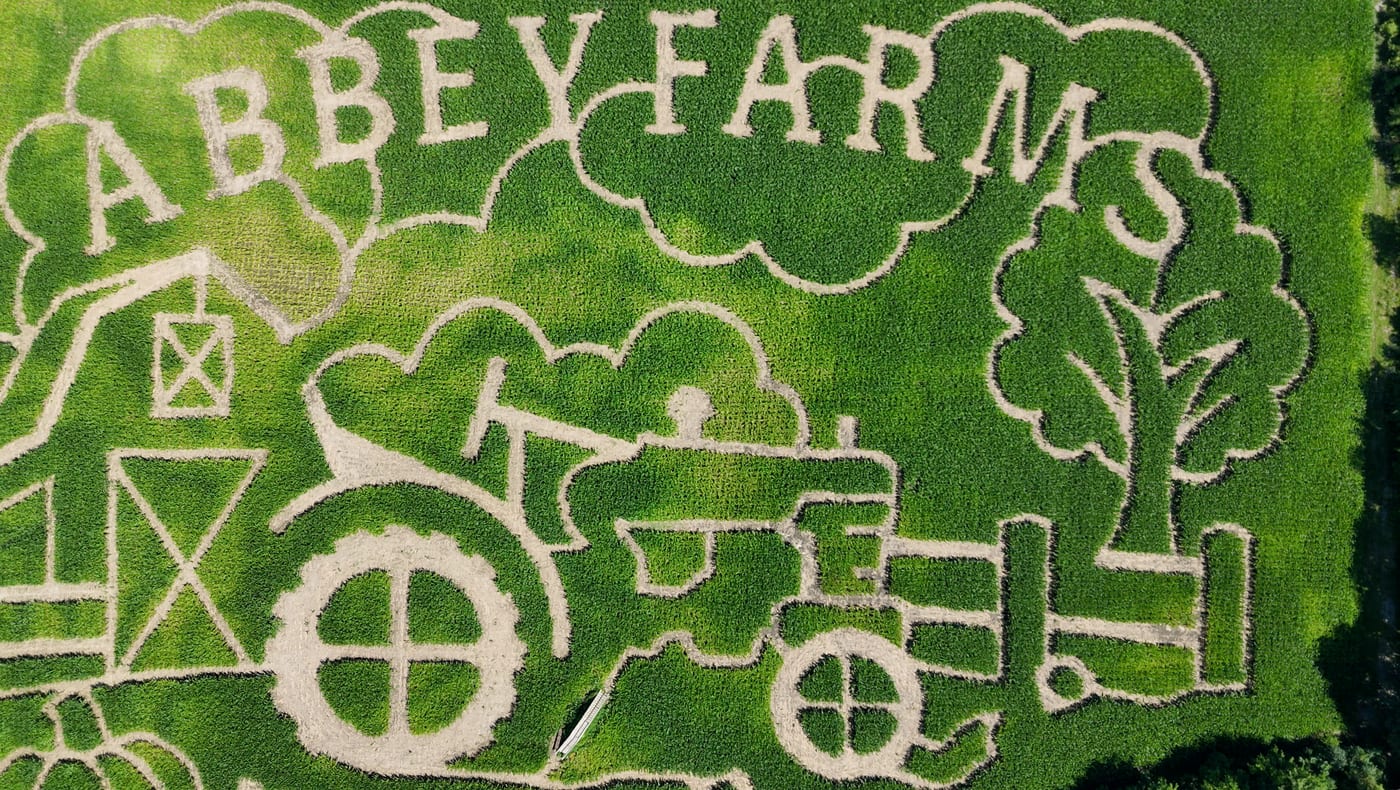 The corn maze at Abbey Farms cut through tall late-summer corn