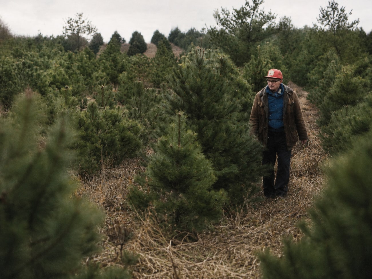 Father Bede Stocker, OSB, walking among the young pines in the Abbey Farms tree fields