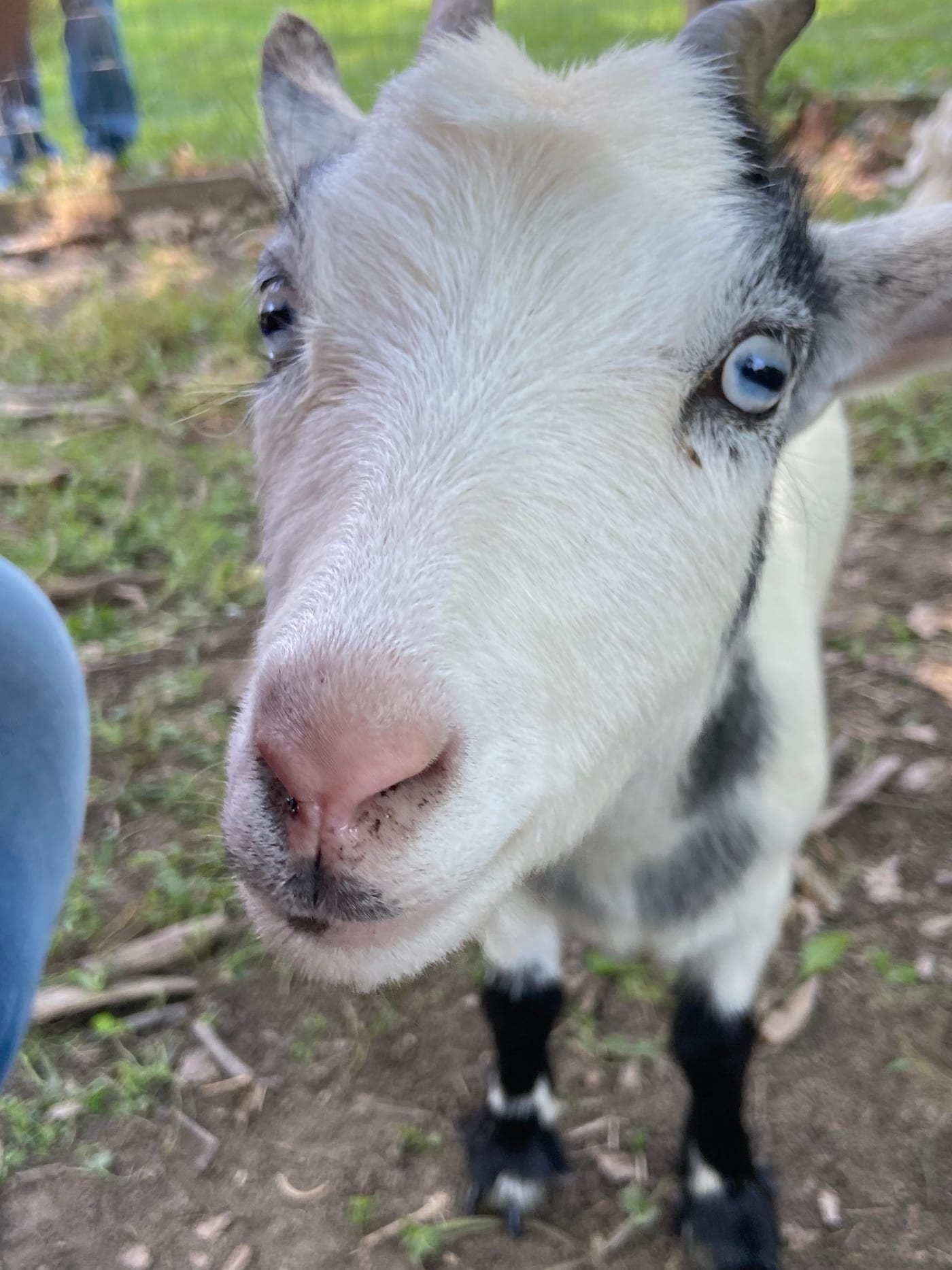 Children visiting the farm animals at the Abbey Farms petting zoo