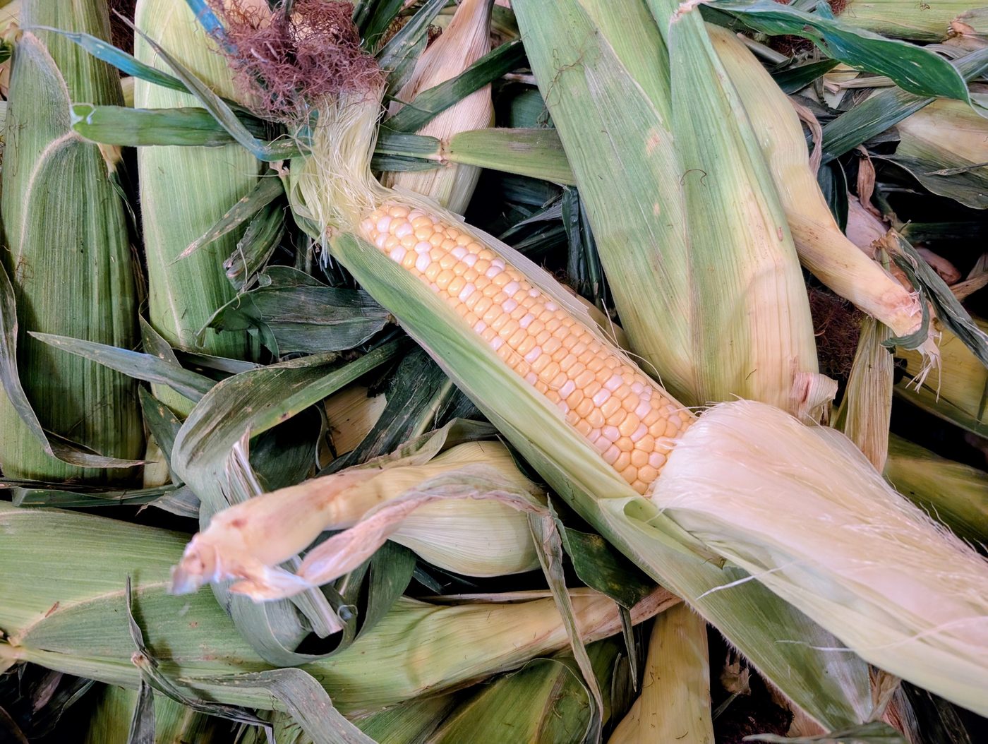 A shucked ear of sweet corn on a pile of husked corn