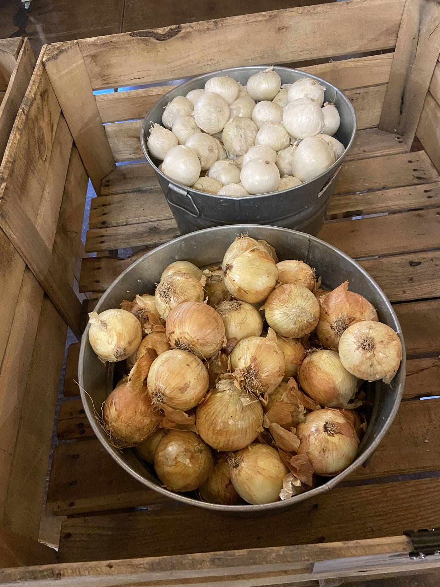 Metal buckets of white and yellow onions on wooden crates
