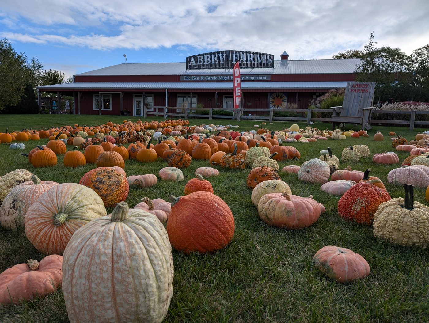 Rows of pumpkins in the patch at Abbey Farms
