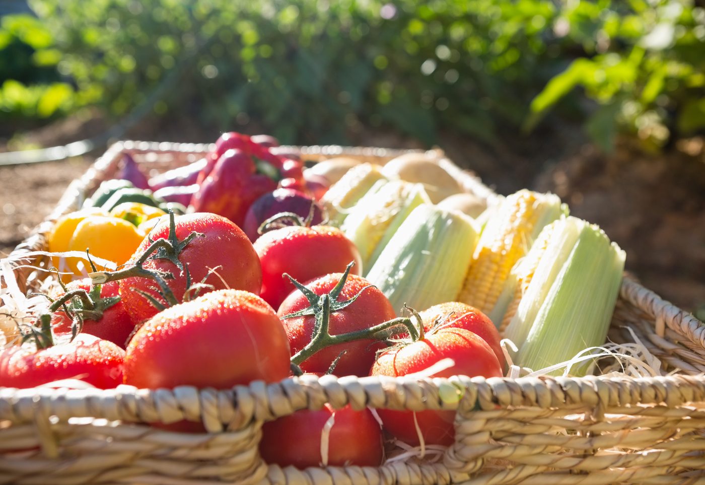 A wicker basket of fresh summer tomatoes, sweet corn, and peppers