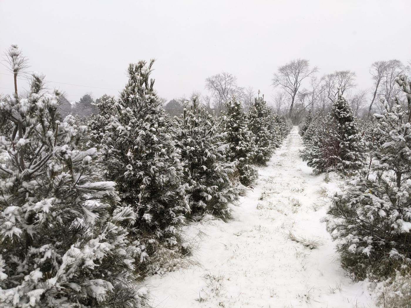 Rows of choose-and-cut Christmas trees at Abbey Farms